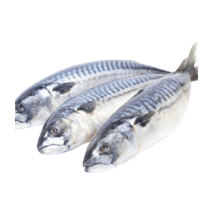 Mackerel Fish Titus