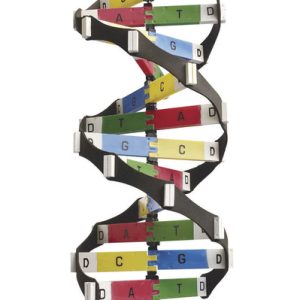 DNA Activity Model ? Edulab