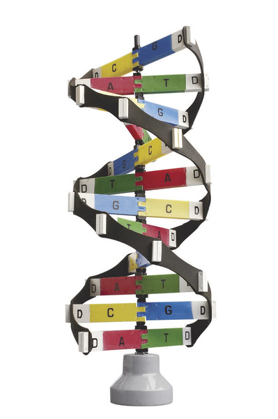 DNA Activity Model ? Edulab