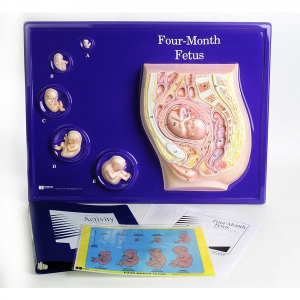 Foetus Model, four month ? Edulab