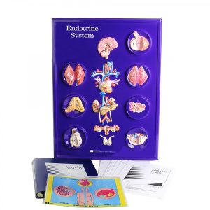 Endocrine System Model Activity Set