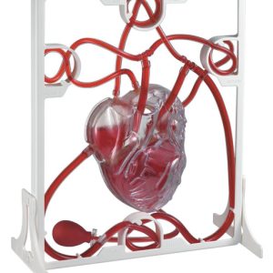 3D Pumping Heart