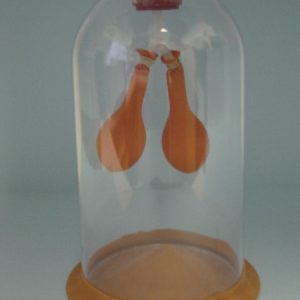 Lung Demonstration Model