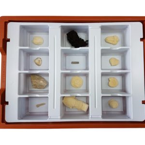 Basic Fossil Set . 12 Samples