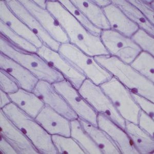 Beginners Microscope Slide Set, Set of 12