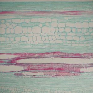 Basic Botany slide set of 25
