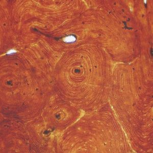 Basic Histology slide set of 25