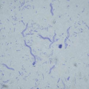 Bacteria slide Set of 12