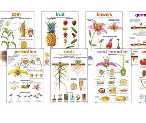 Flipchart  ? Botany
