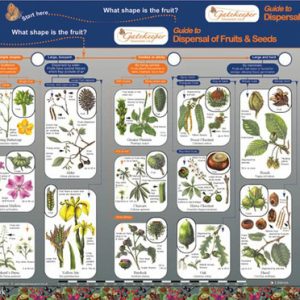 Key to Identifying Dispersal of Fruits & Seeds