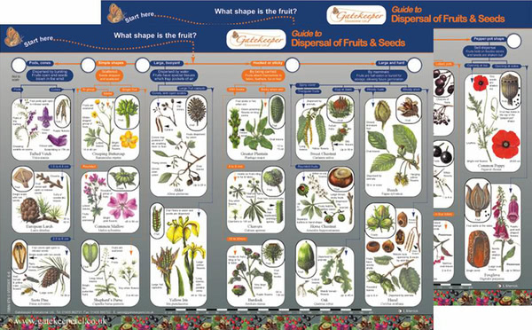 Key to Identifying Dispersal of Fruits & Seeds