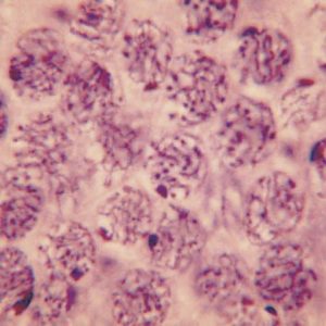 Cell Division slide set of 9