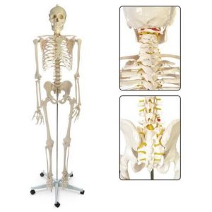 Adult skeleton