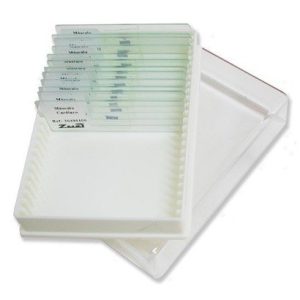 White Box, 25 Microscope Slides