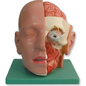 Head and Neck, Three-Dimensional Model