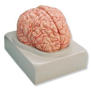 Human Brain, 2 parts