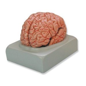 Human Brain, 9 parts
