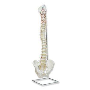 Flexible Spine