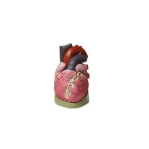 Heart