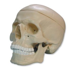 Skull and Jaw