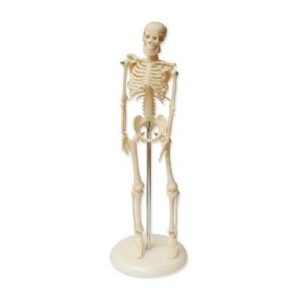Human Skeleton, 45 cm