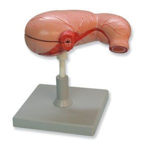 Stomach
