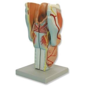 Larynx