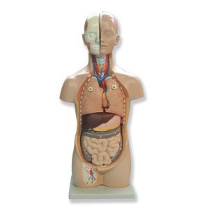 Mini Human Torso