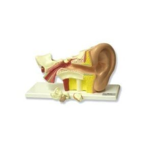Ear, 3x