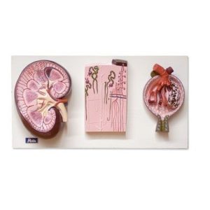 Kidney, Renal Corpuscle and Nephron