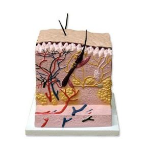 Skin Section