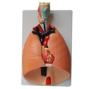 Respiratory System