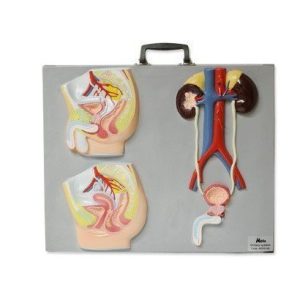 Urinary System