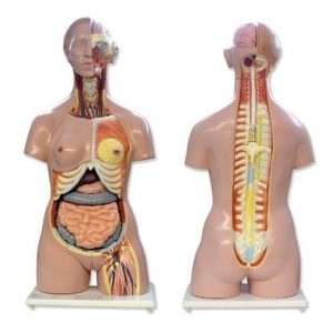 Human Torso, Bisexual, Open Back