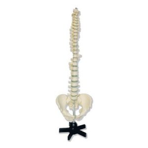 Vertebrae and Pelvis