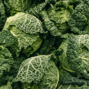 XL Savoy cabbage