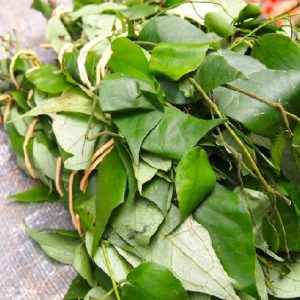 Uziza Leaf