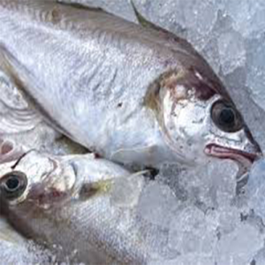 Frozen Panla