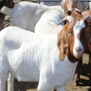 Goat meat
