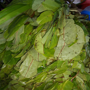 Oha Leaf