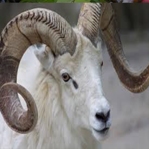 Ram