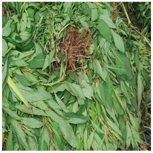 Efo Shoko