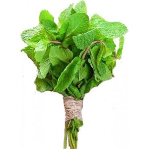 MINT LEAF
