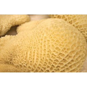 Tripe/ Shaki -500g