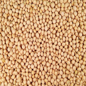 Soya Beans