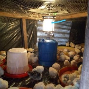 Lantern Gas Brooder