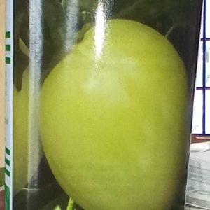 African Eggplant Djamba F1 | 50g