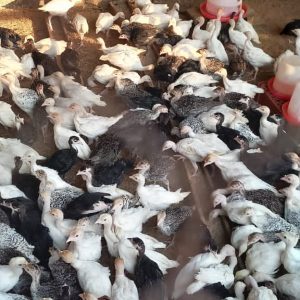 4-Week-Old Turkeys ? Superior Quality for Optimal Growth and Profitability (6 turkeys/Carton)
