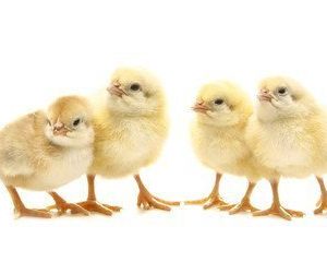Valentine Broilers Commercial Day Old Chicks (Ross 308)