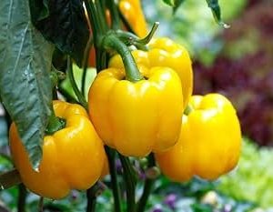 Sweet Pepper Asti Yellow